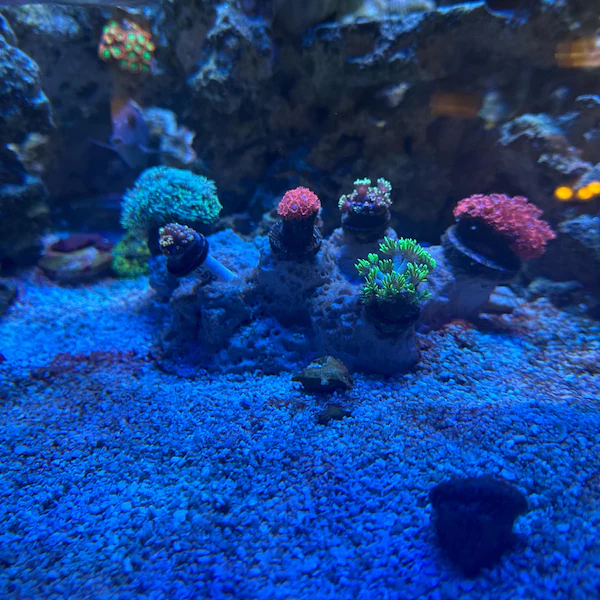 SANDBED 7 Hole Frag Plug Rack/Rock for Live Coral Plug Ons - Image 5