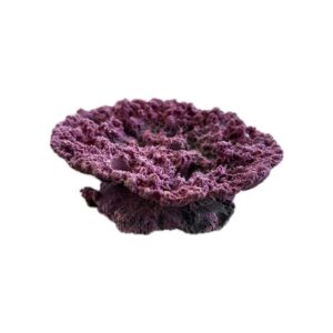 5 Hole Sandbed Acropora Plate Frag Rock