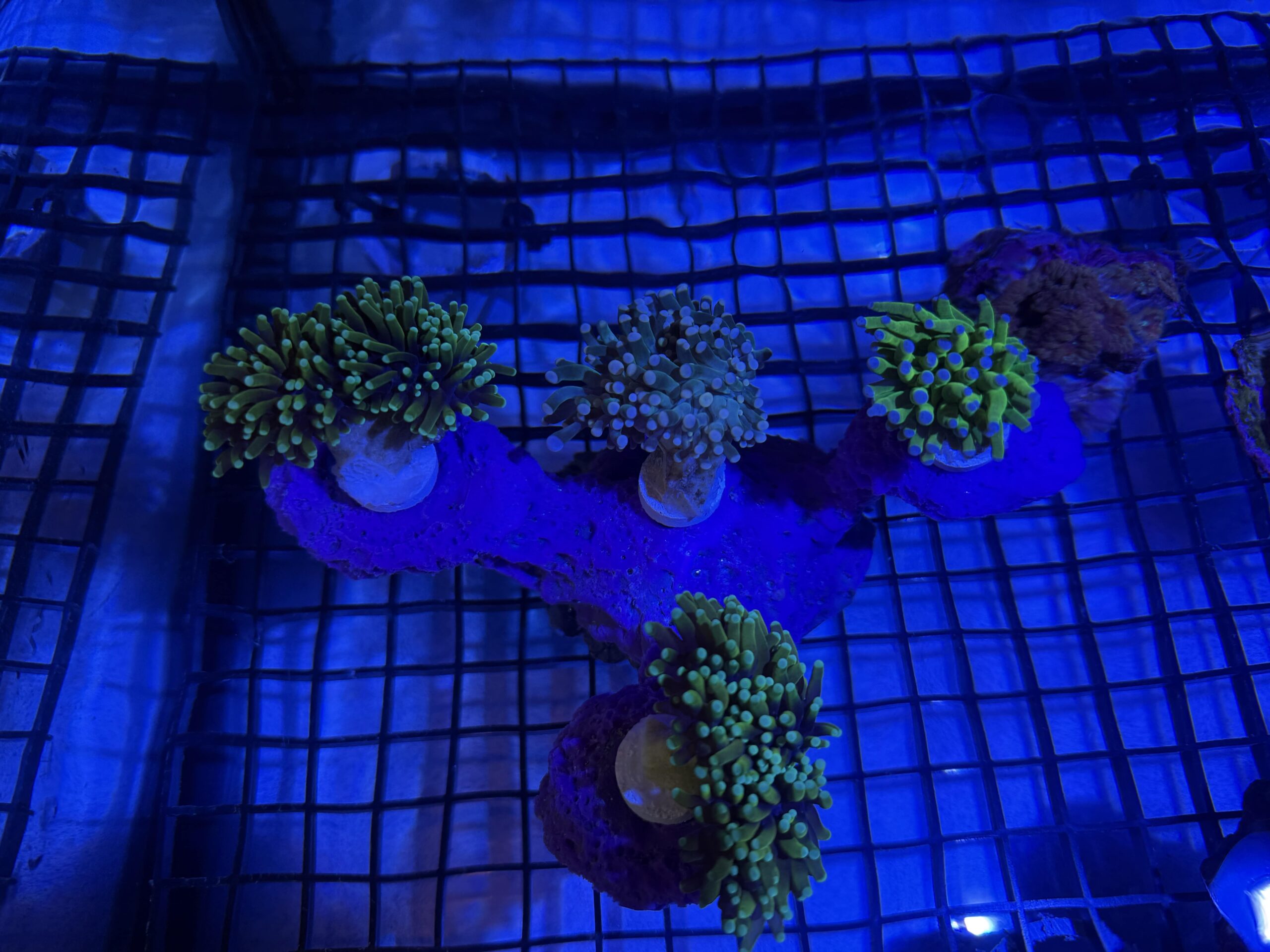 SANDBED 4 Hole Tripod Frag Rack/Rock for Live Coral Plug Ons - Image 3