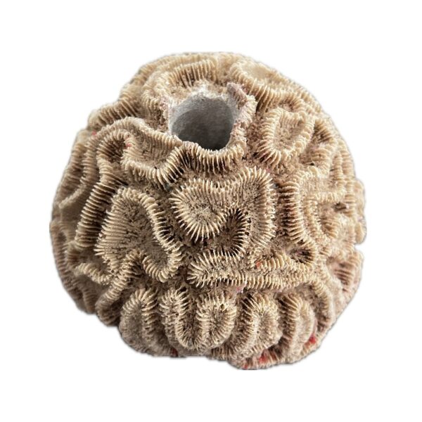 SANDBED 1 Hole Mini Brain Coral Frag Rack/Rock for Live Coral Plug Ons - Image 2