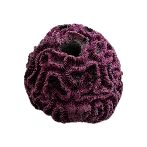 SANDBED 1 Hole Mini Brain Coral Frag Rack/Rock for Live Coral Plug Ons